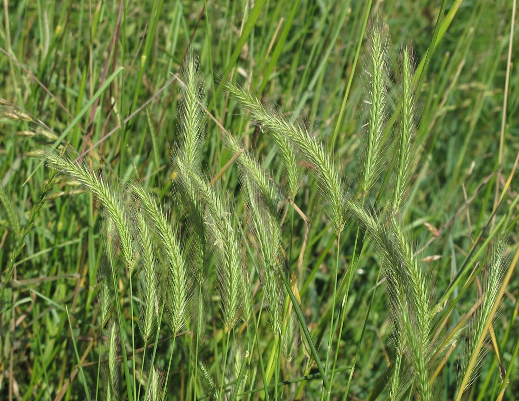 Hordeum secalinum